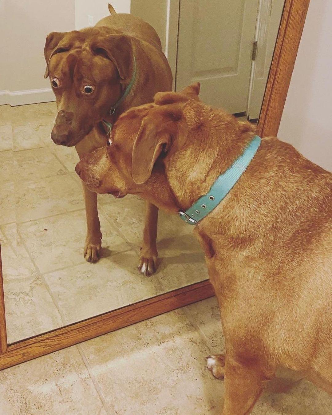 belle in front of mirror