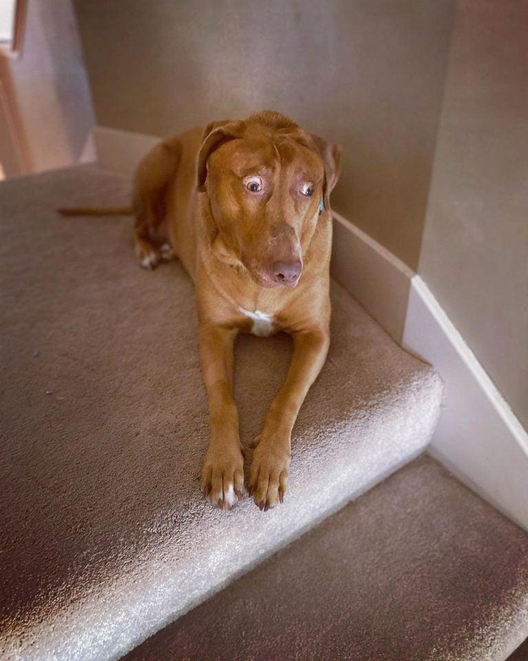 belle in stairs