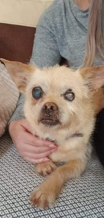 blind dog with woman