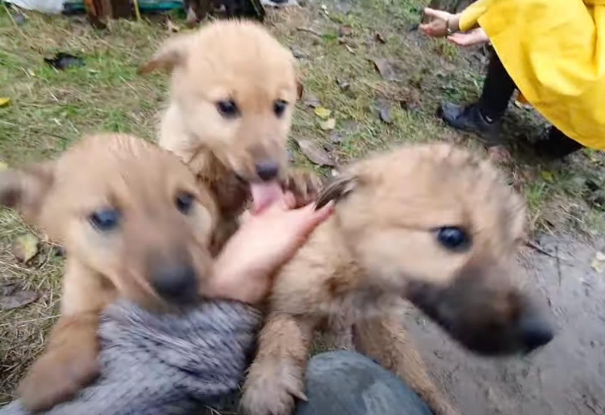 crying puppies begging to be saved