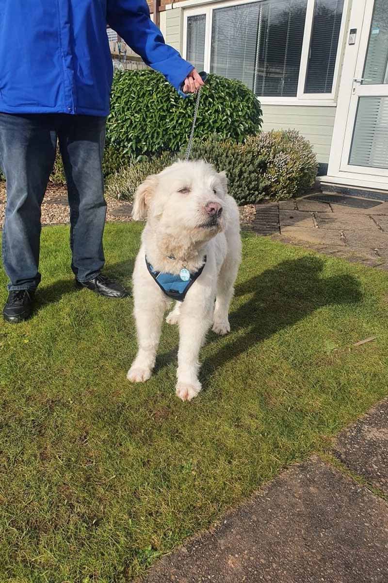 cute white dog