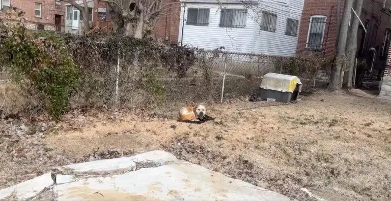 dog chained behind house