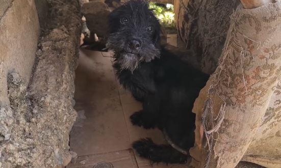 dog chained under sofa