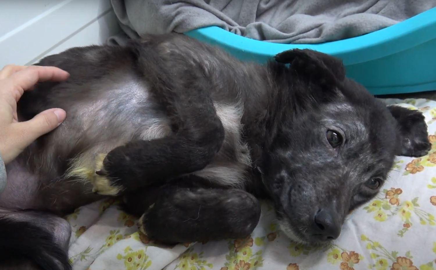 dog enjoying belly rubs