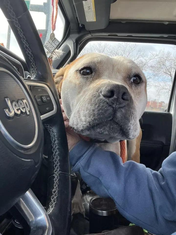 dog in car