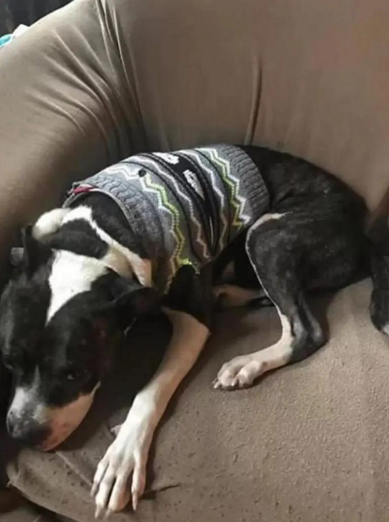 dog in clothes on couch