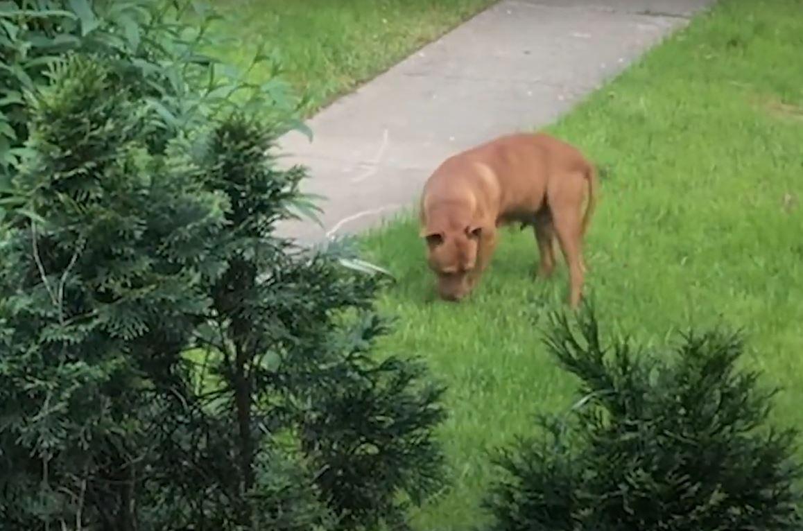 dog in grass