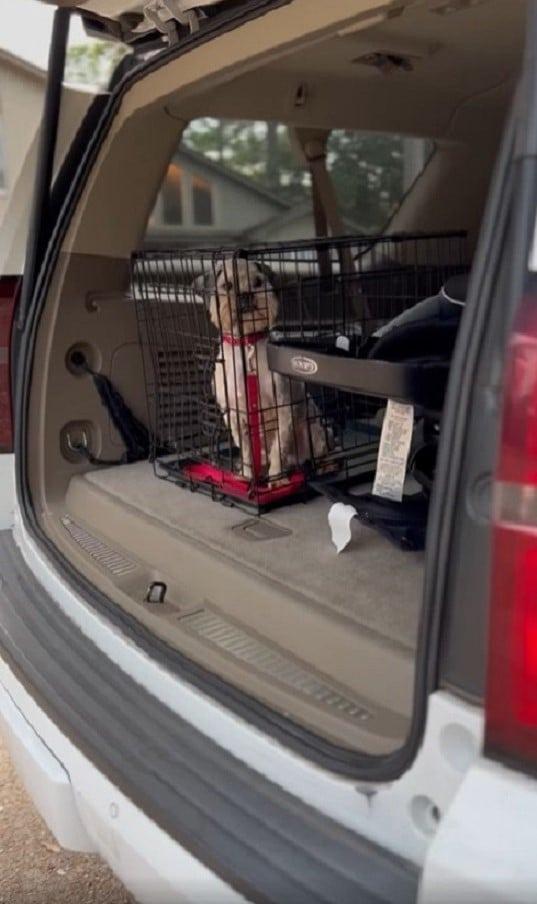 dog in kennel