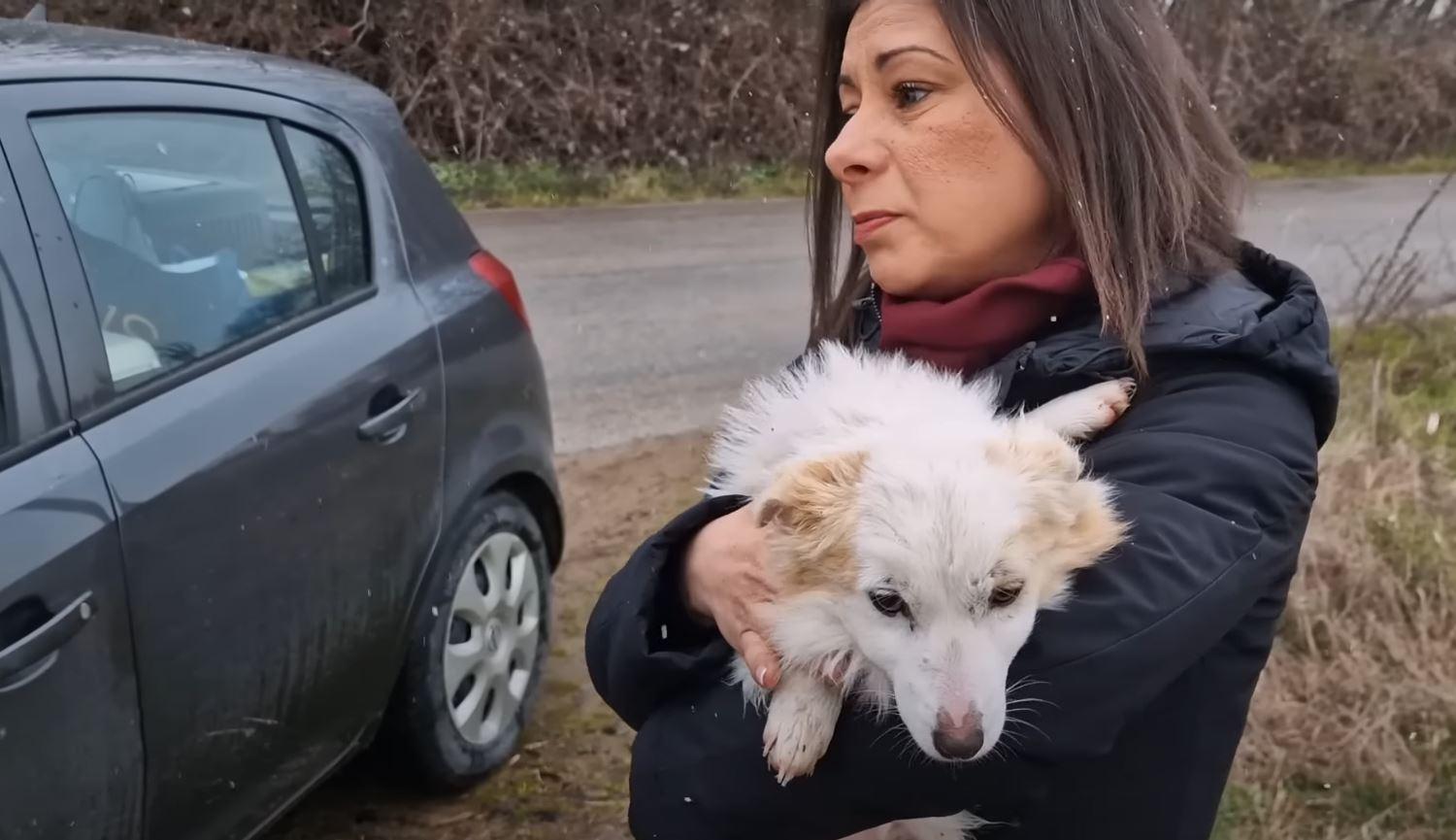 dog in womans hands