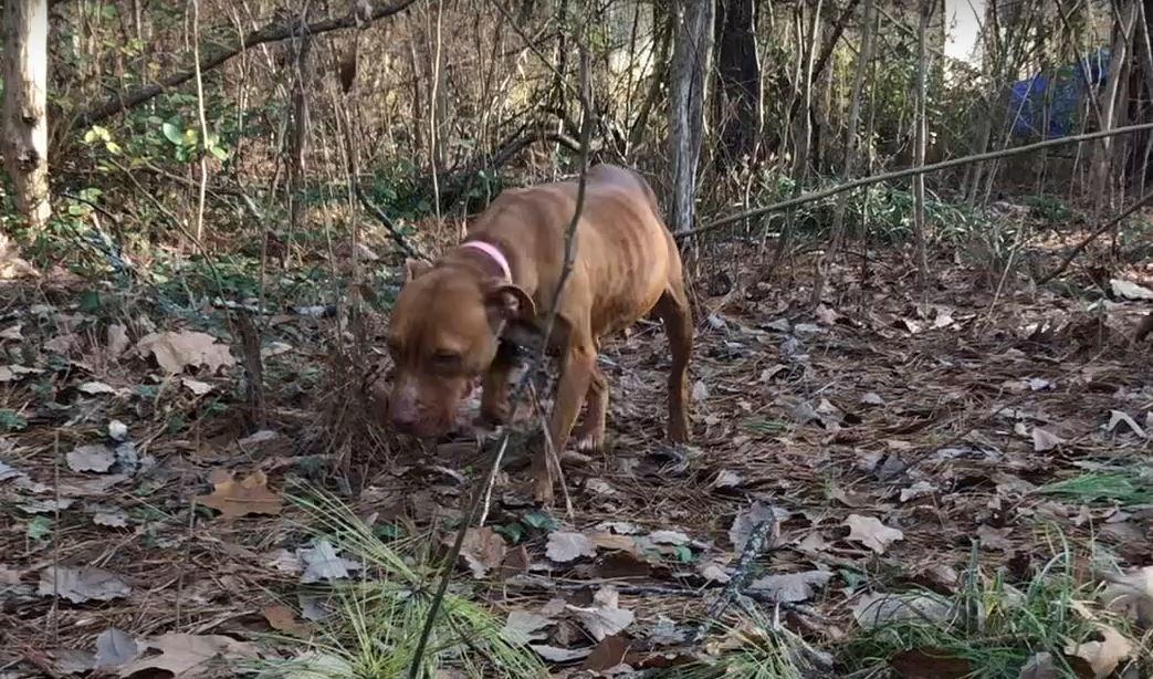 dog in woods