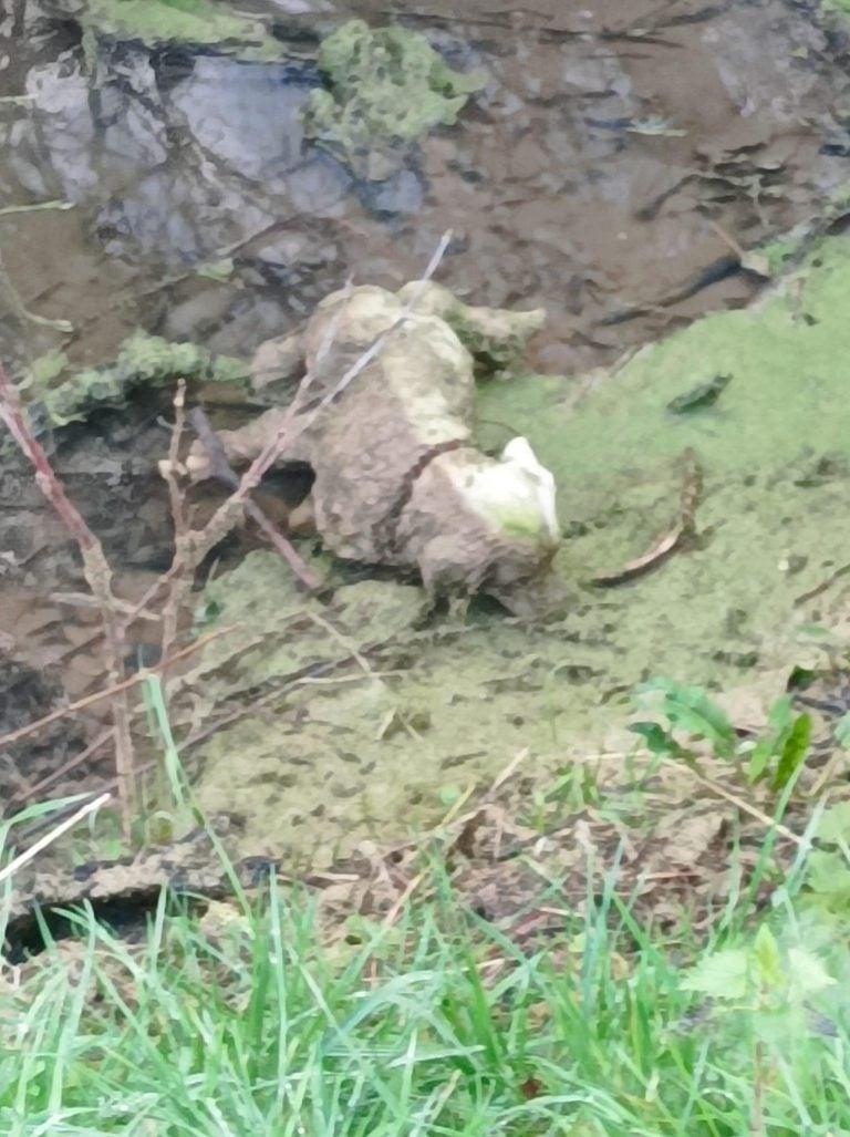 dog laying in sewer