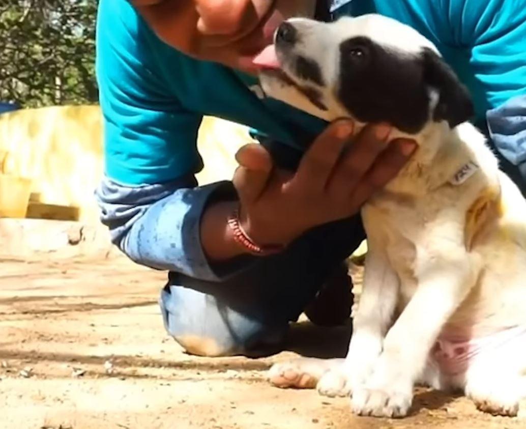 dog licking rescuer