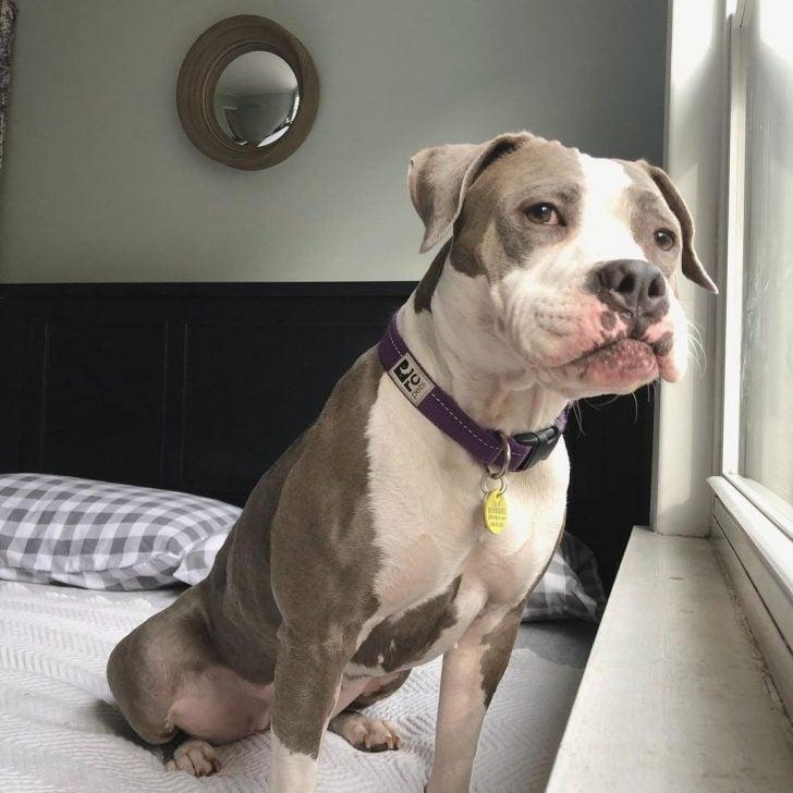 dog looking at window