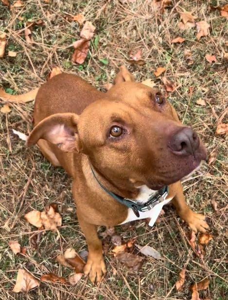 dog looking up