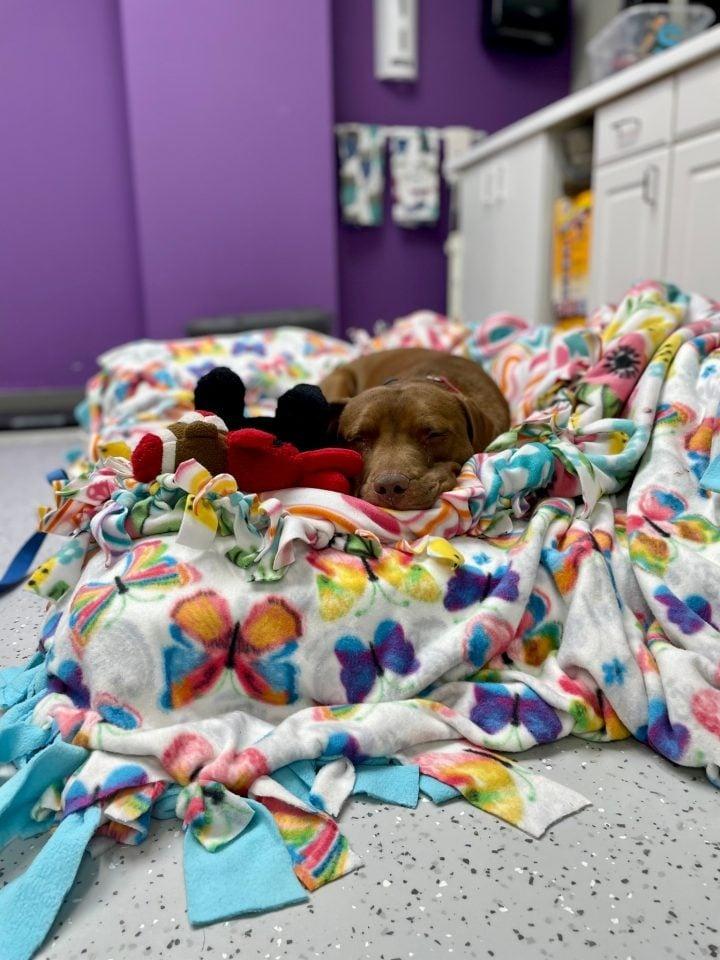 dog on blanket