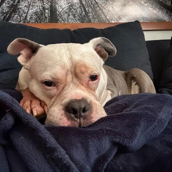 dog on blanket