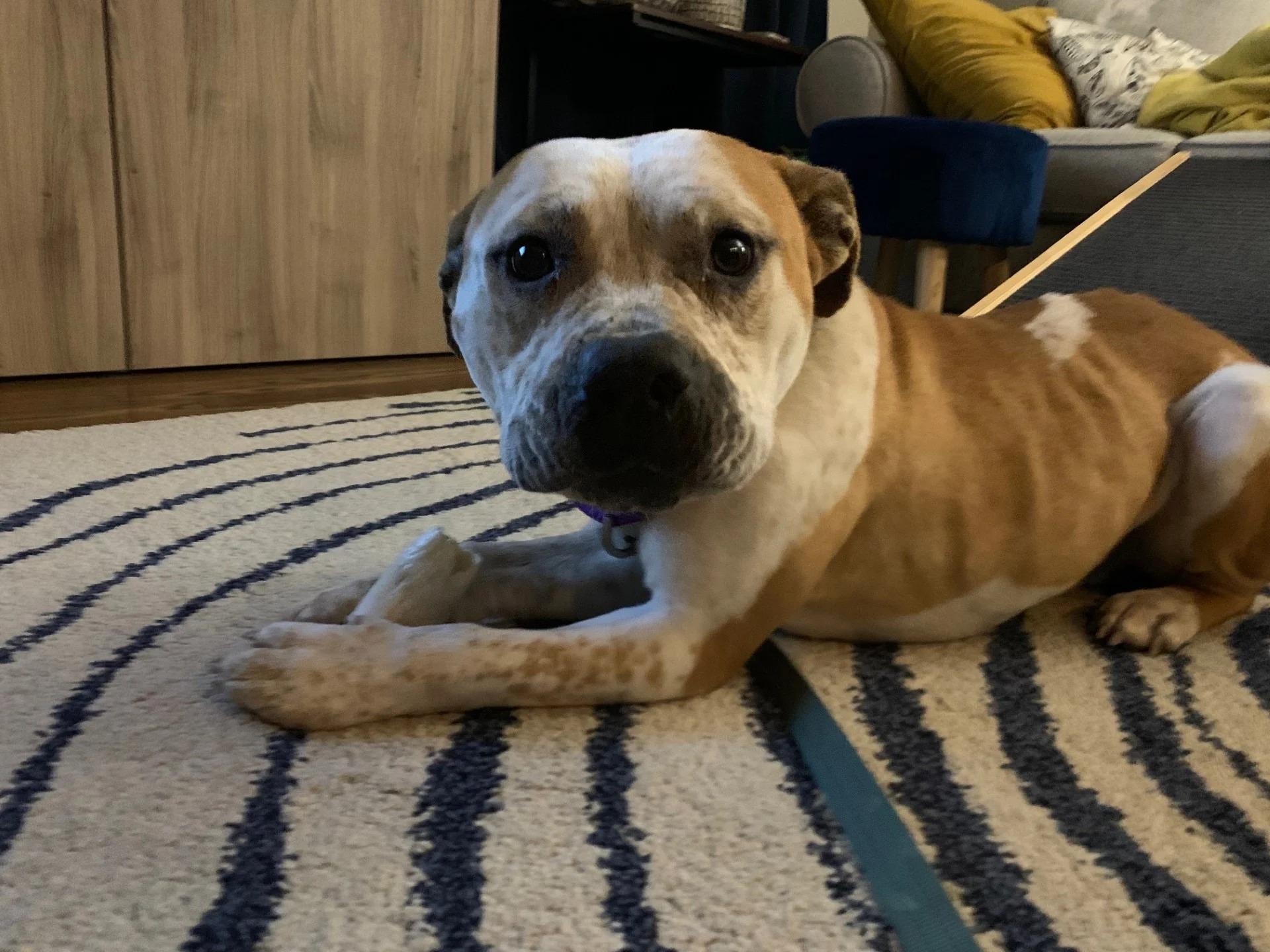 dog on carpet