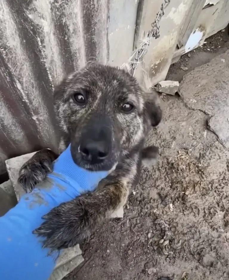 dog on chain begging