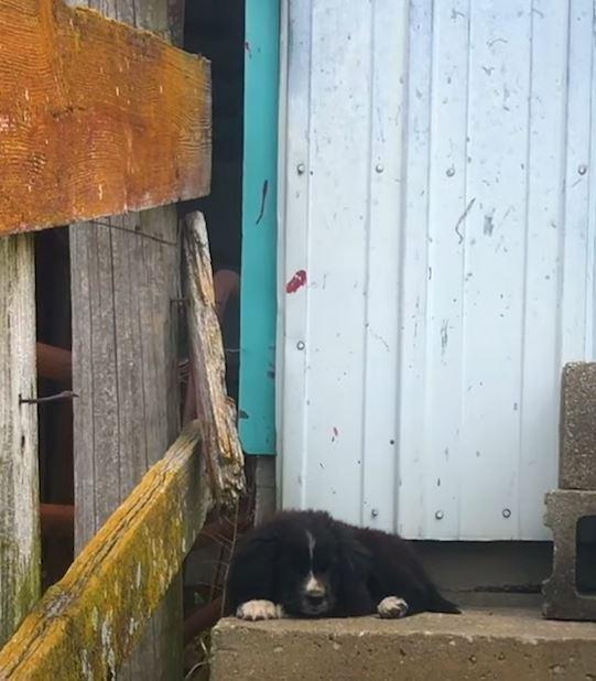 dog on stairs