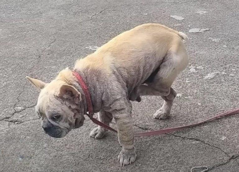 dog on street