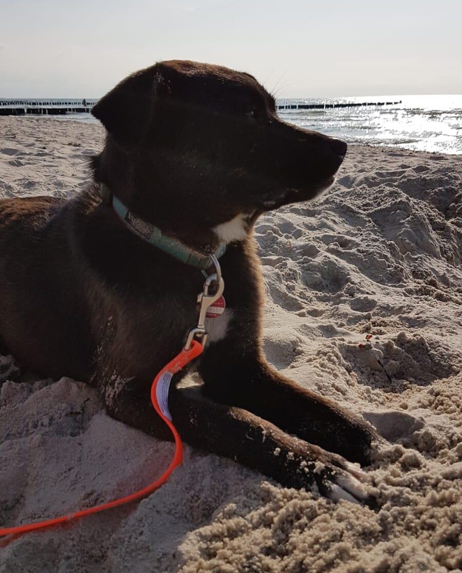 dog on the beach