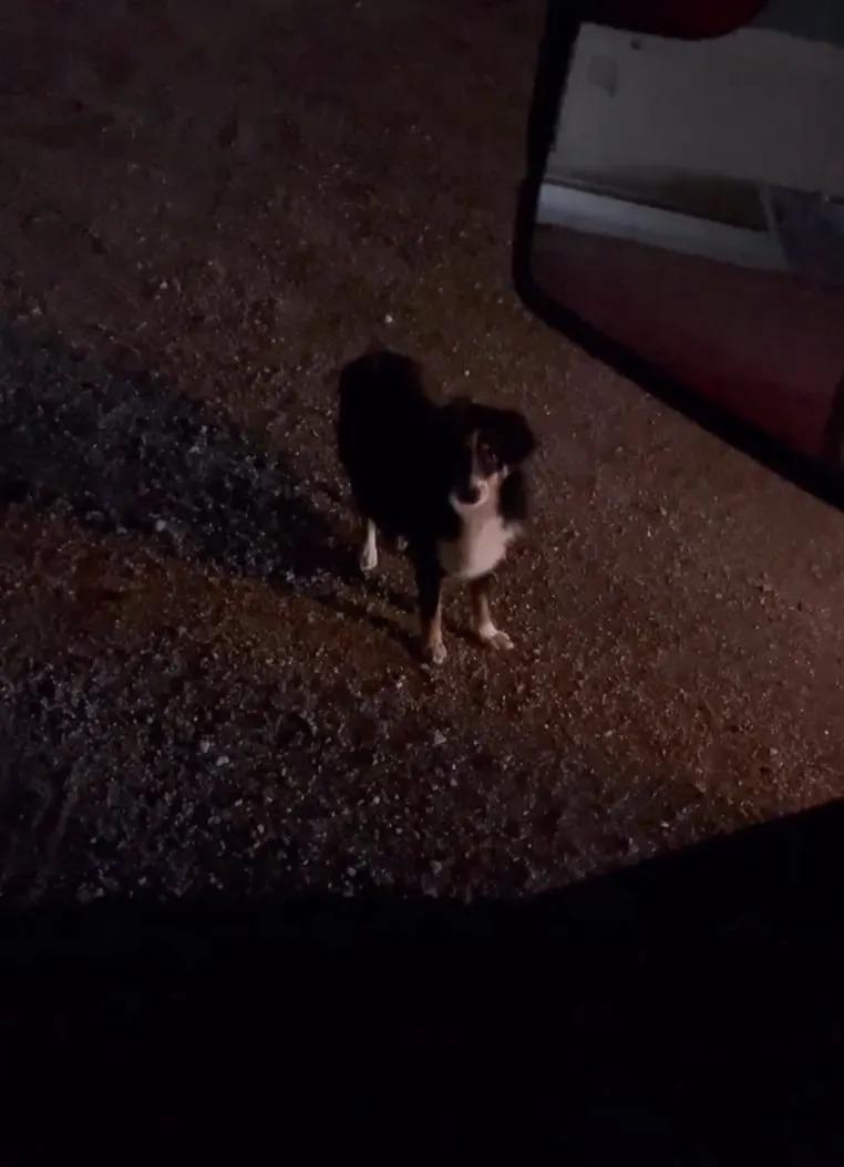 dog on the country road