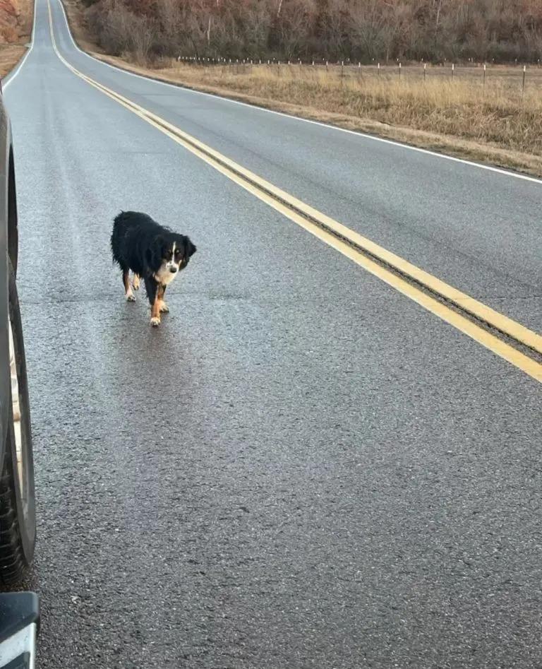 dog on the road