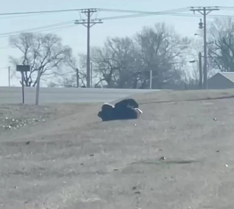 dog rolling on grass