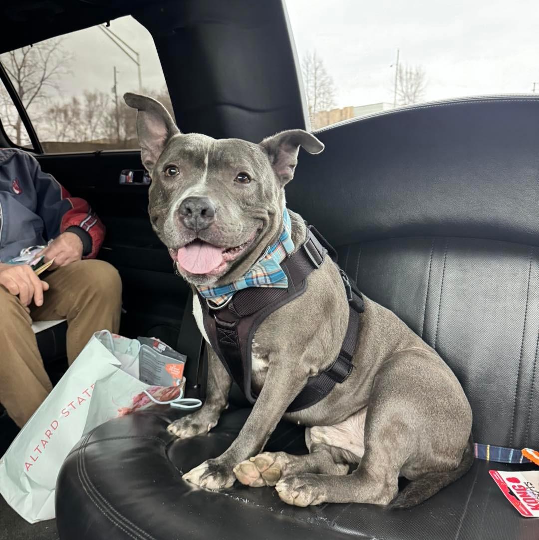 dog sitting in car