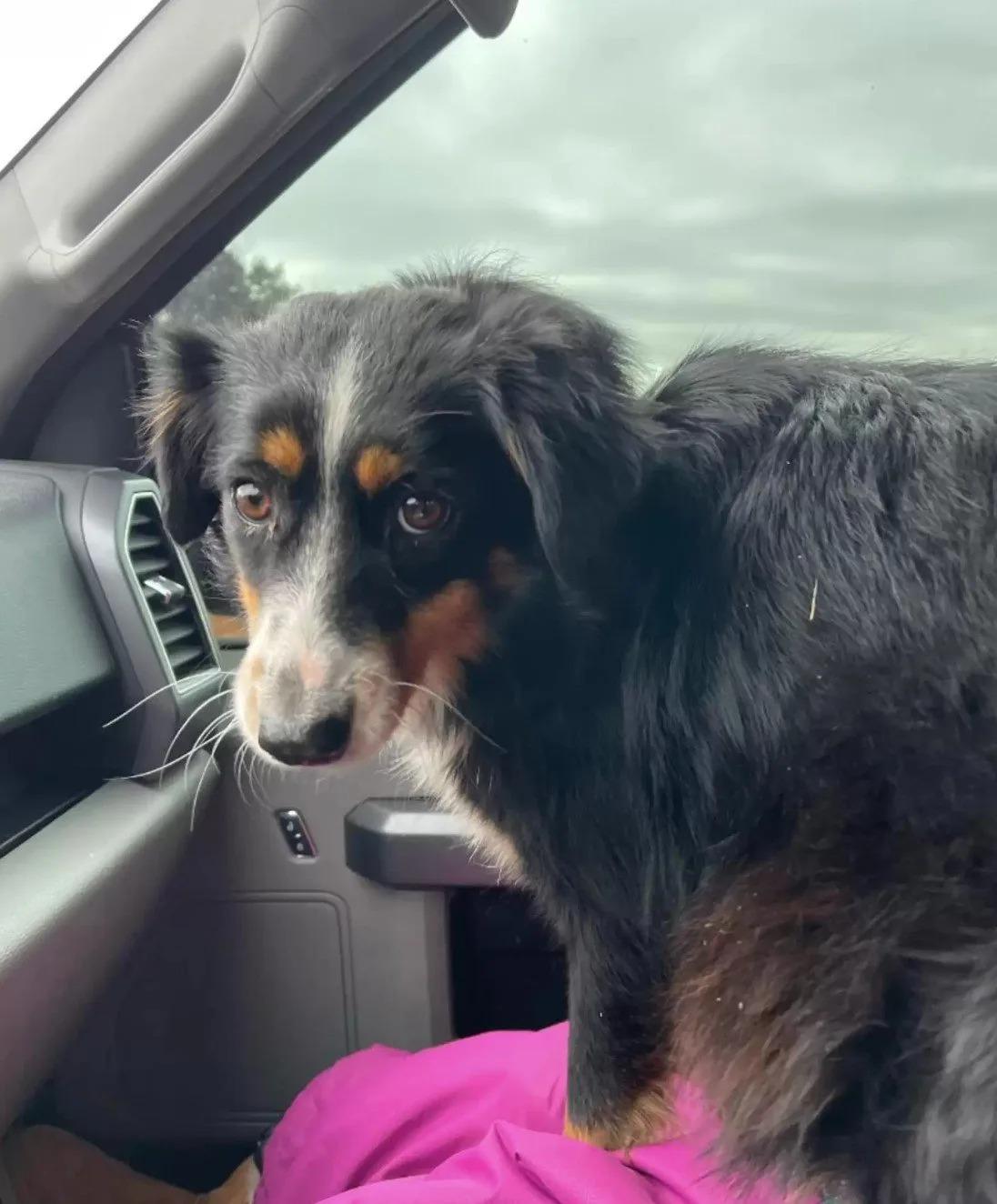 dog sitting in car