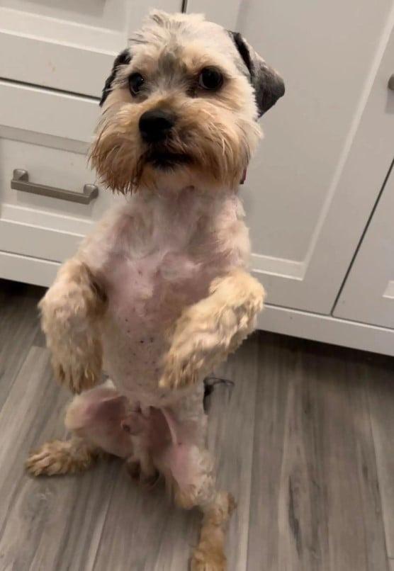 dog standing on legs