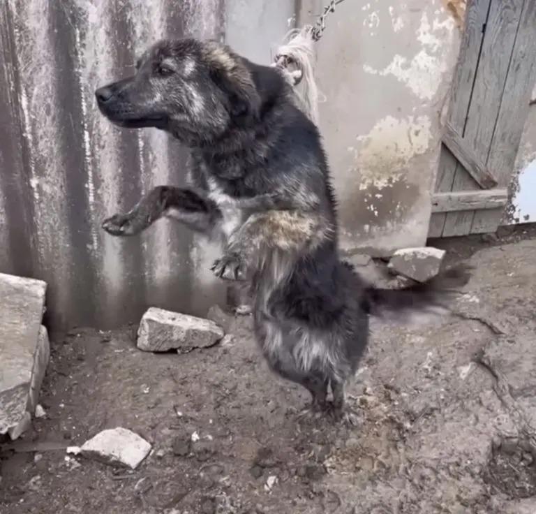 dog tied to chain