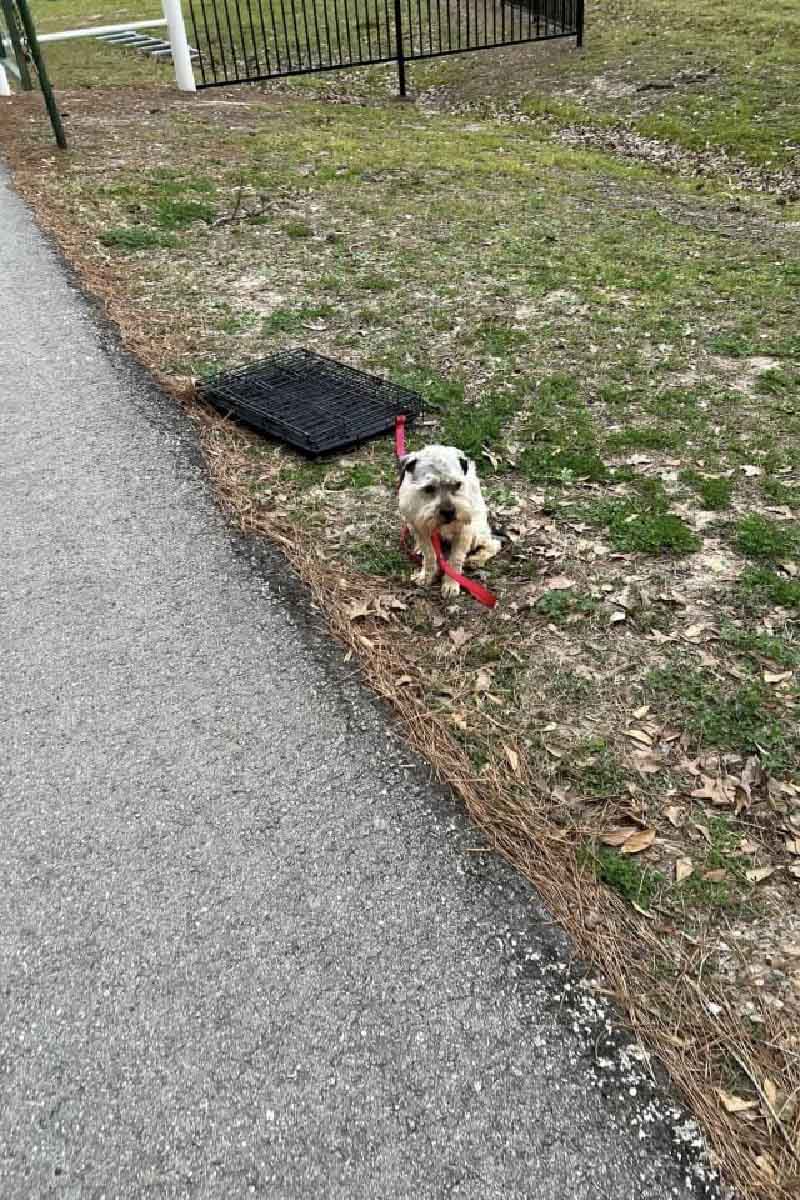 dog tied to crate