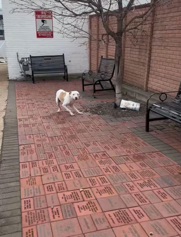 dog tied to tree