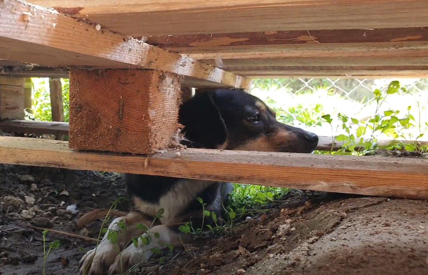 dog under wood