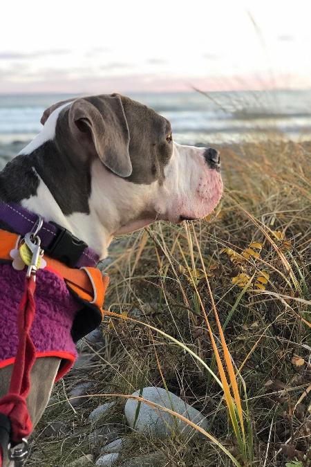 dog watching sunset