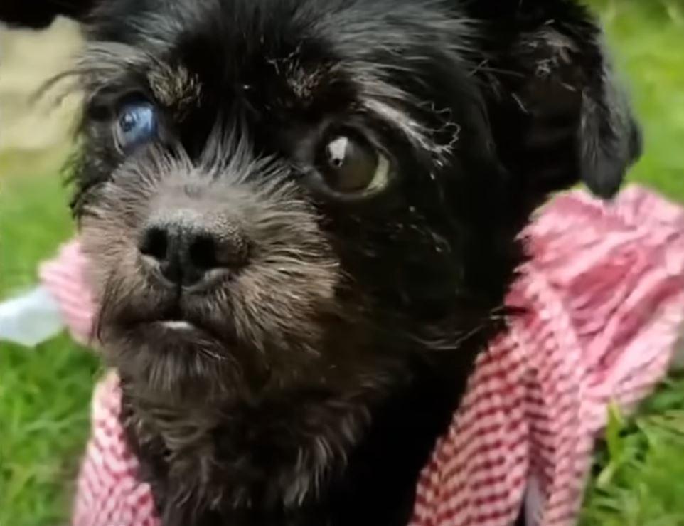 dog with bandana