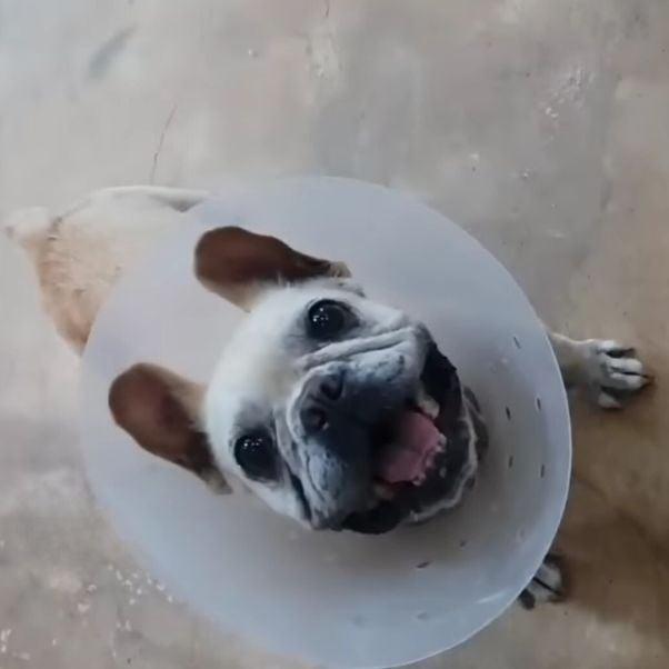 dog with cone