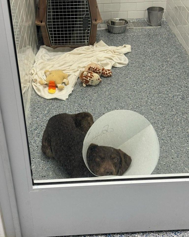 dog with cone