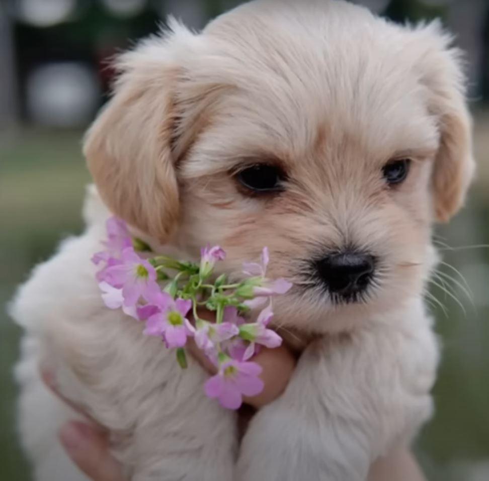 dog with flowers