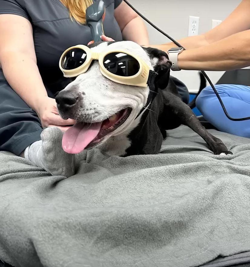 dog with glasses