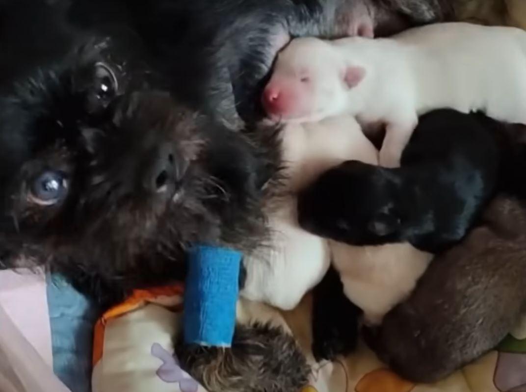 dog with puppies