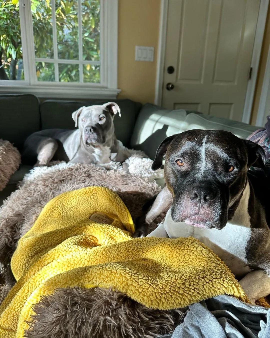 dogs on couch