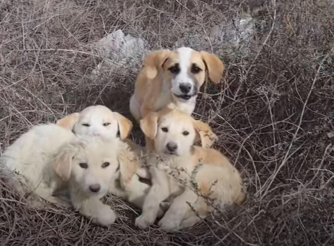 four puppies alone