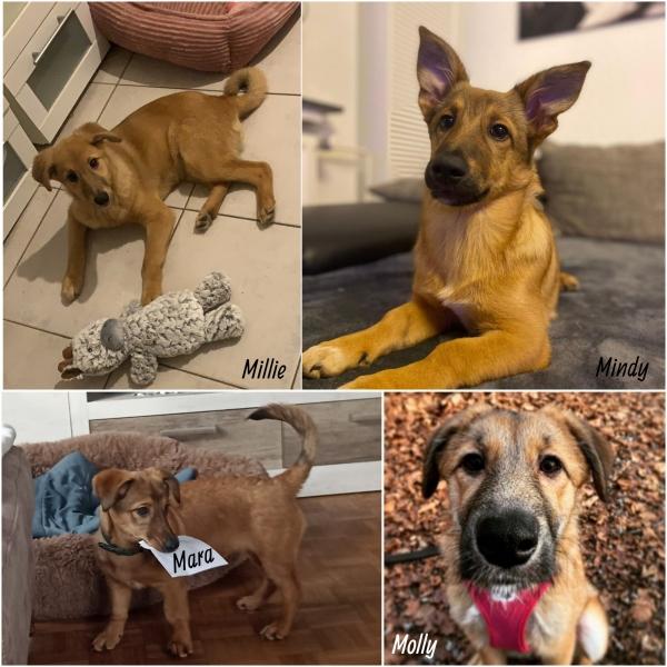 grown up dogs after rescue