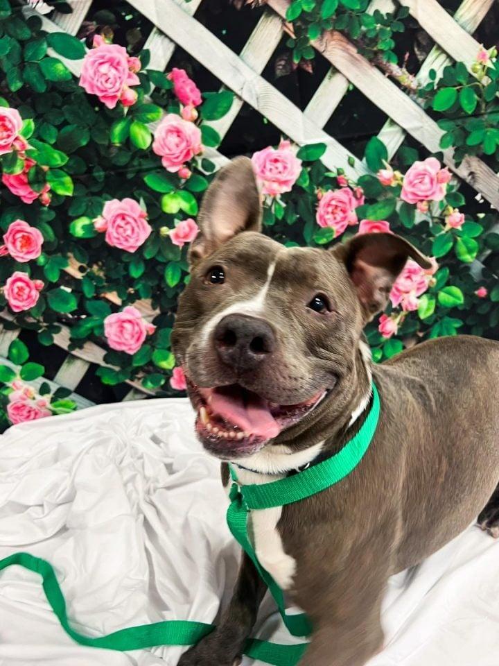 happy dog and roses