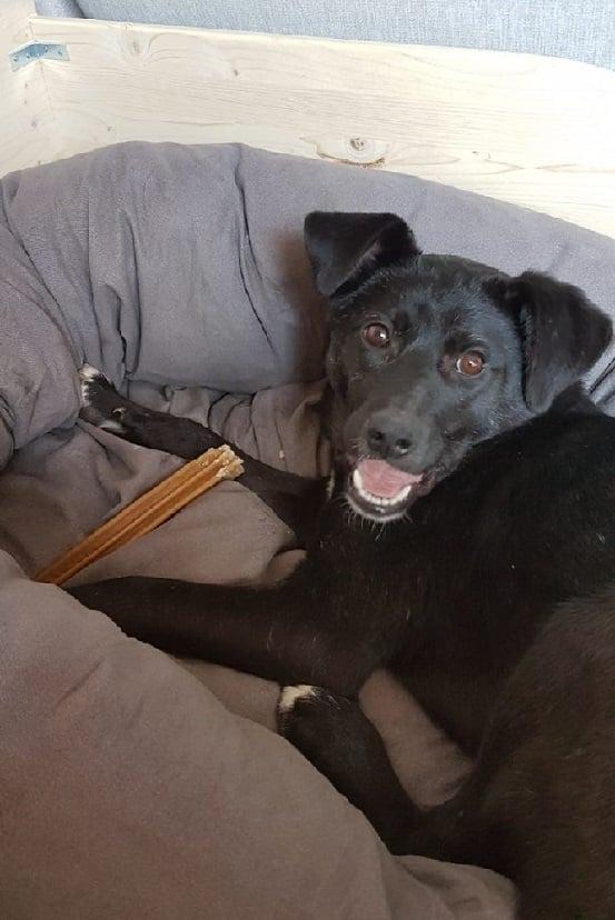 happy dog in basket