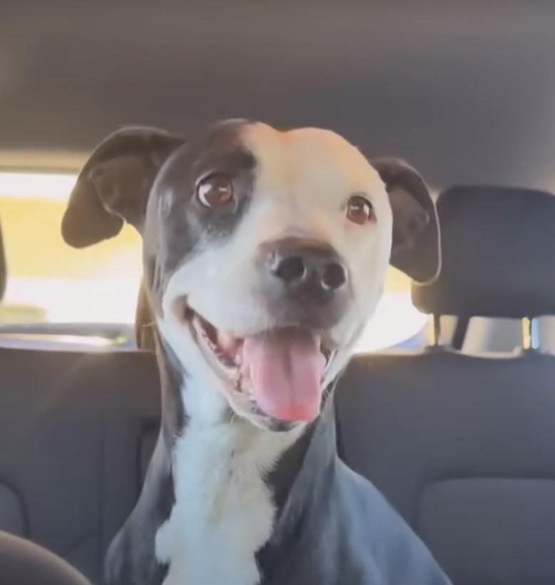 happy dog in car