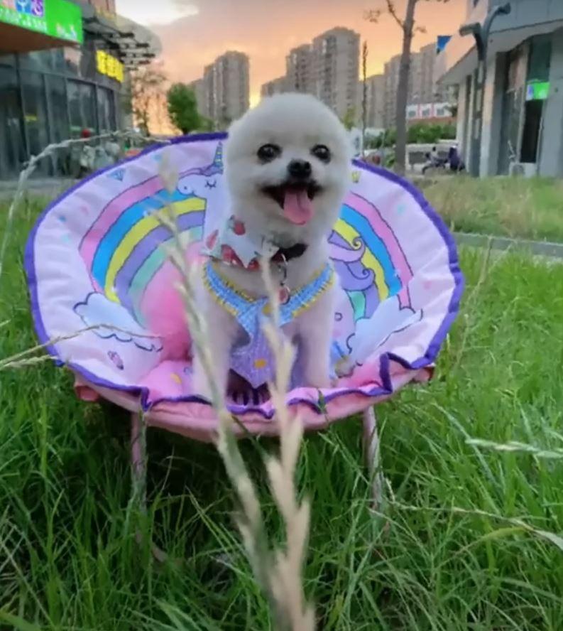 happy dog in clothes