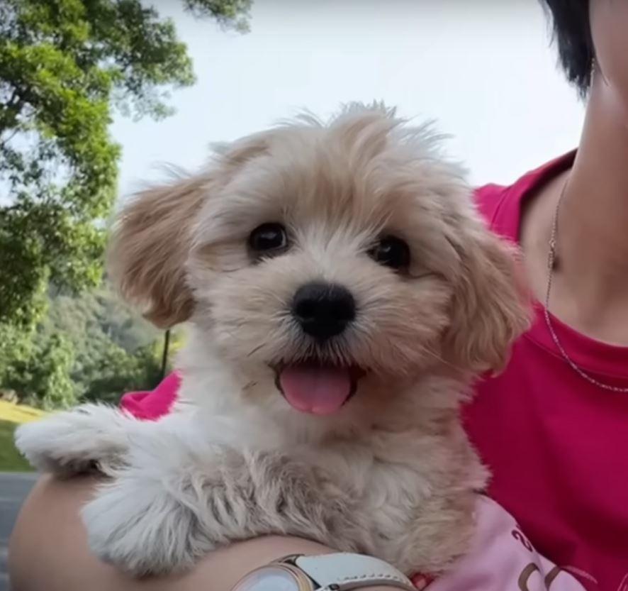 happy dog in womans arms